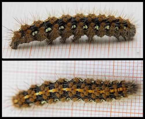 Euplagia quadripunctaria